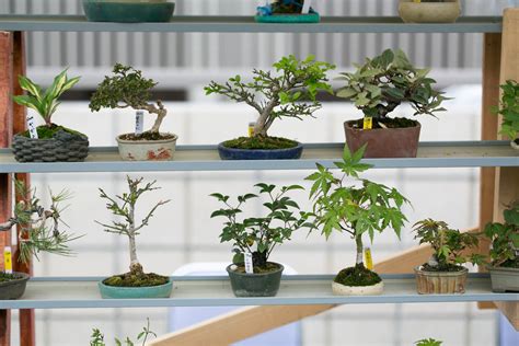 24+ Indoor Bonsai Trees Pictures Tips - Hobby plan