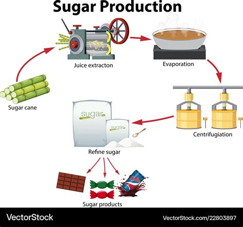 A sugar production diagram Royalty Free Vector Image