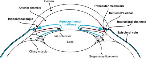 Aqueous humor pathway - Openclipart