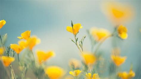 Little Yellow Flowers HD Wallpaper - WallpaperFX | Yellow flower ...