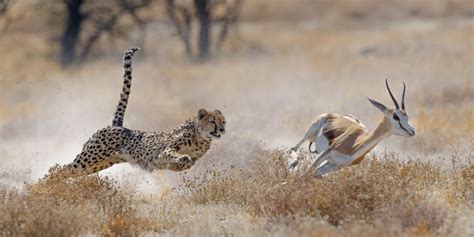 How Do Animals Know What Their Predators Are? | Discover Magazine