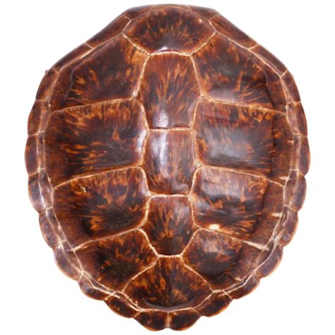 Antique Turtle or Tortoise Shell at 1stDibs