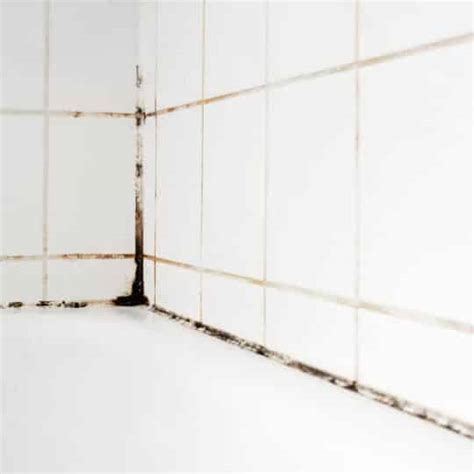 The Reasons Your Shower Has Mold - JDog Carpet Cleaning & Floor Care