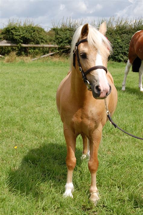 Download free photo of Palomino,welsh,pony,animal,pasture - from ...