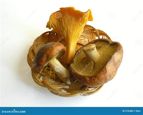 Edible Fungi stock photo. Image of wicker, isolated, plants - 510380