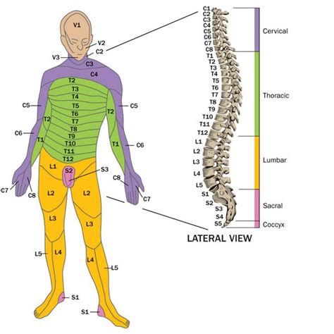 Diagram | Spinal cord injury nursing, Spinal cord injury, Spinal cord