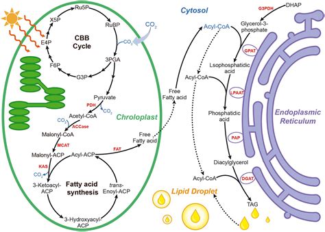 Frontiers | Enhancing microalgal lipid accumulation for biofuel production