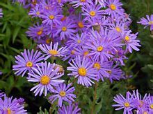 Aster (genus) - Wikipedia