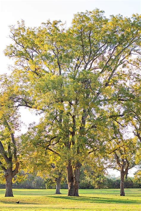 Pecan Tree | Shade trees, Pecan tree, Growing tree