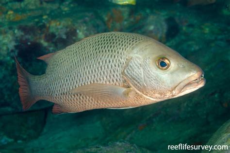 Mangrove Red Snapper Facts | Size | Description - SeaFish