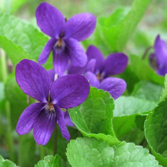 How To Grow Violets - Eco Organic Garden