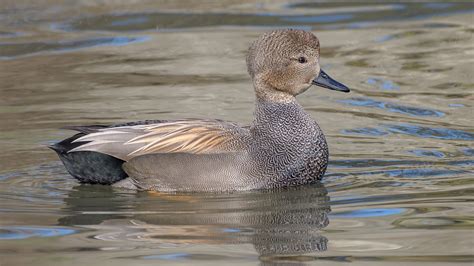 Gadwall | Audubon Field Guide