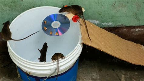 15 Best Homemade Mouse Trap Ideas That Really Work