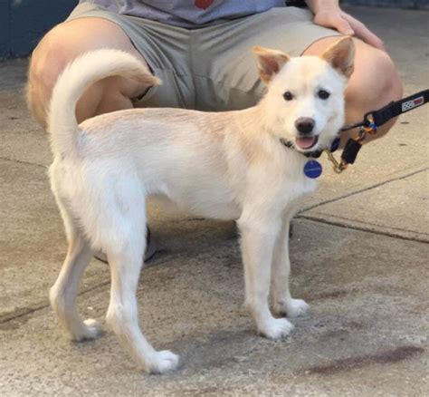 Just adopted this jindo mix puppy, 5 months about 15lbs! Any thoughts ...