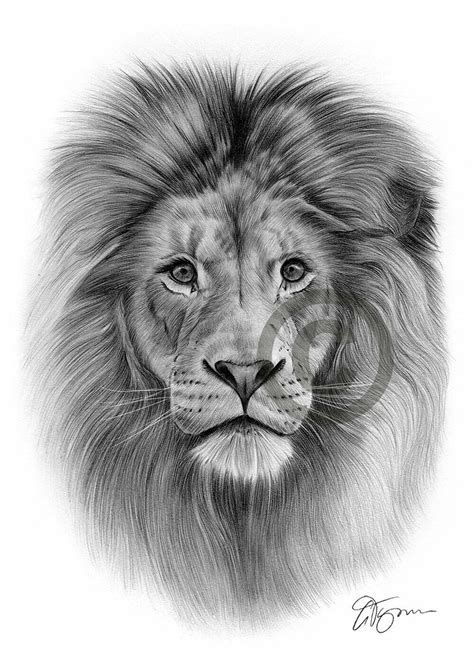 AFRICAN LION artwork pencil drawing print A3 / A4 sizes signed by UK ...