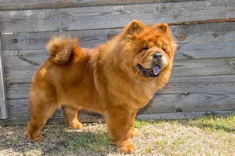 Chow-Chow - Lees alles over dit unieke hondenras | zooplus