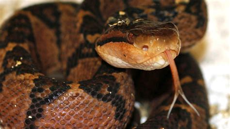 Bushmaster Snake Facts,Behavior - Zoological World