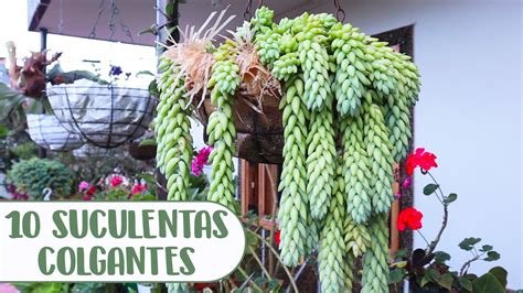 10 SUCULENTAS COLGANTES QUE DEBES TENER EN TU JARDÍN│Candy Bu - YouTube