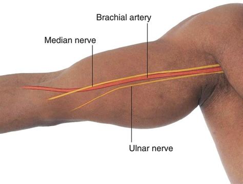 Brachial Artery and Deep Brachial Artery - Location, Pulse, Function