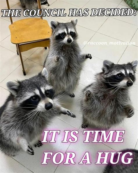 Raccoon Memes For Garbage Lovers