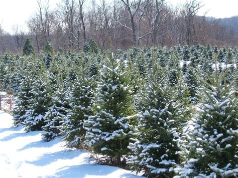 Christmas Tree Farms Near Me: Pennsylvania Christmas Tree Farms 2021