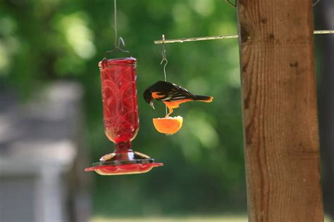 Orioles Can't Resist This Oriole Nectar Recipe - Birds and Blooms