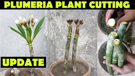 How To Get Plumeria Cuttings To Root