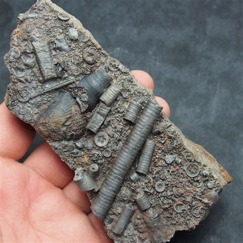 Orthoceras Crinoide Brachiopode Silurian Fossil Natural Minerals ...