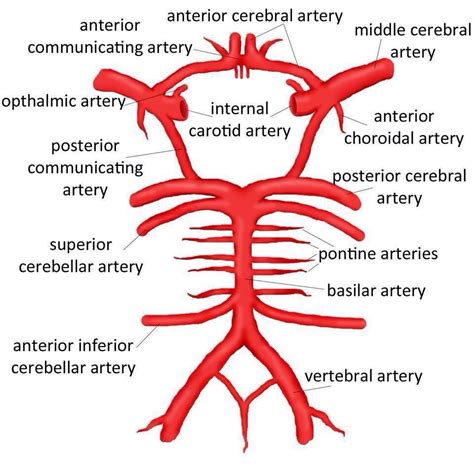 Carotid Artery: Function Of Internal Carotid Artery