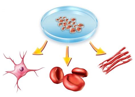 Describe How Cell Differentiation Occurs