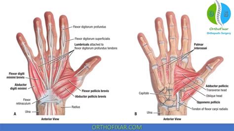 Hand Anatomy: Bones & Muscles Full Review | OrthoFixar 2024