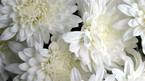 White Flowers wallpaper | 1920x1080 | #38294