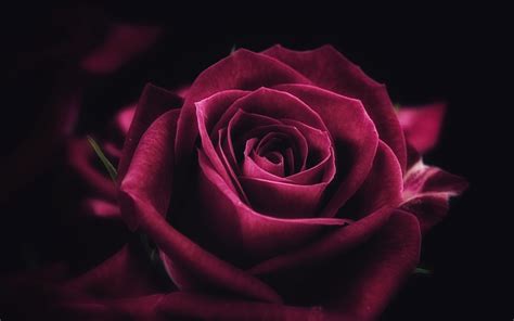 🔥 [20+] Roses Flower 4K Wallpapers | WallpaperSafari