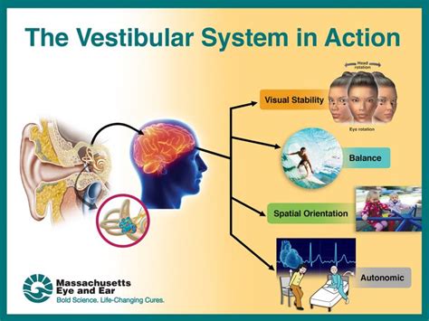 Vestibular function declines starting at age | EurekAlert!