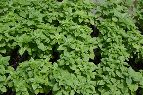 Greek Basil seeds (Ocimum basilicum "minimum")