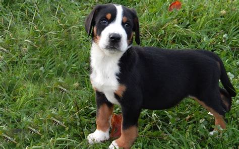 Great Swiss Mountain Dog Puppies Breed information & Puppies for Sale