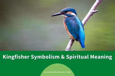 Kingfisher Symbolism and Meaning (Totem, Spirit, and Omens) - Sonoma ...