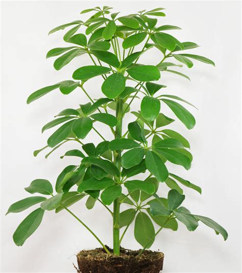 Dwarf Umbrella Tree (Schefflera arboricola)