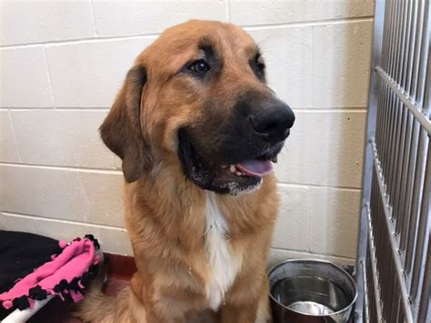 Wyoming animal shelters are filling up as weather changes