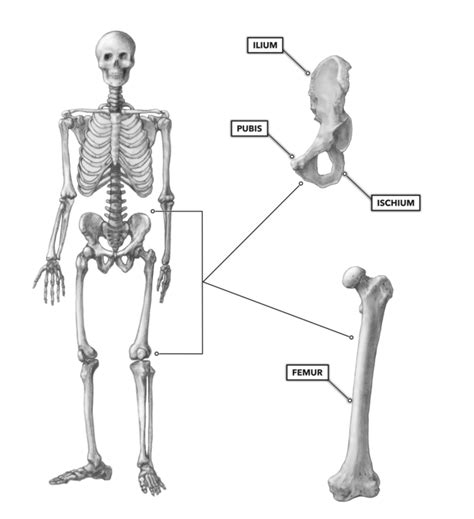 Hip And Leg Bone Diagram : Muscle insertions and origins of the ...