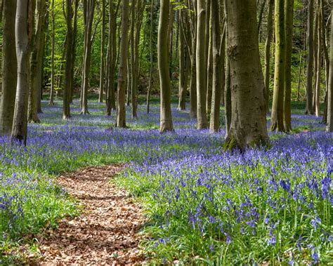 Bluebell Woods In The UK - 2024 Guide