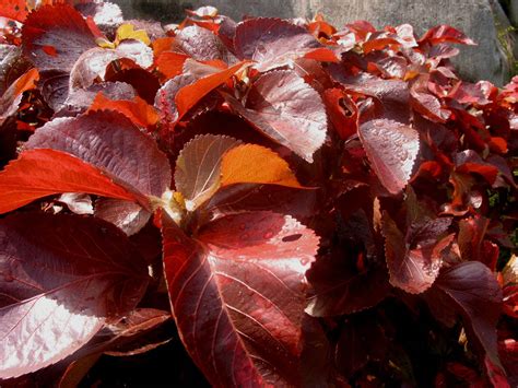 Acalypha wilkesiana (Euphorbiaceae) image 24964 at PhytoImages.siu.edu