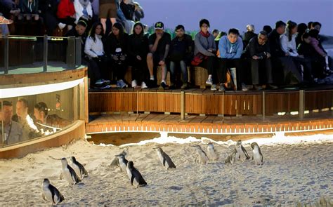 Book Phillip Island Penguin Parade Tickets [Updated 2021]