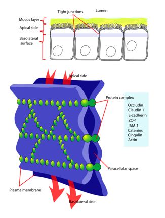 Mucous Membrane | Location, Function & Examples - Lesson | Study.com