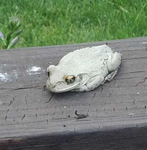 Cuban Treefrog Identified in Indiana