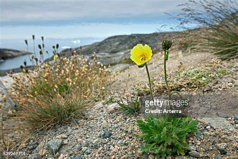 51 Arctic Poppy Stock Photos, High-Res Pictures, and Images - Getty Images