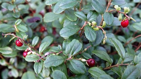 Vaccinium vitis-idaea: Systematics, Etymology, Habitat, Cultivation