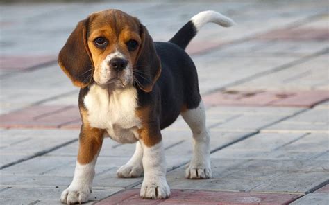 Beagle: description of the breed, the nature of the dog, care ...