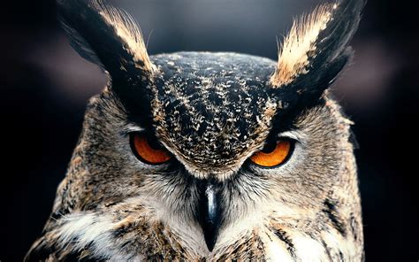 Owl Wallpaper Hd Images Download - Owl 4k Wallpapers For Your Desktop ...