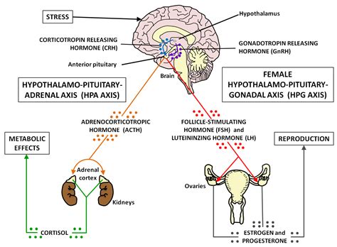 There's No Protocol to Healing Hormones, You Have to Learn Your Body